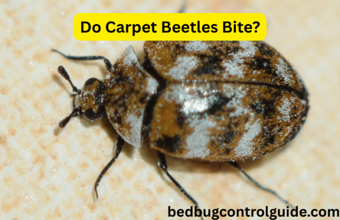 Do Carpet Beetles Bites on Humans at Night? What You Need to Know in 2025