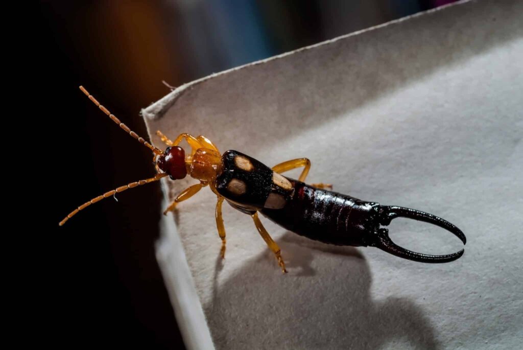 Earwigs in House?