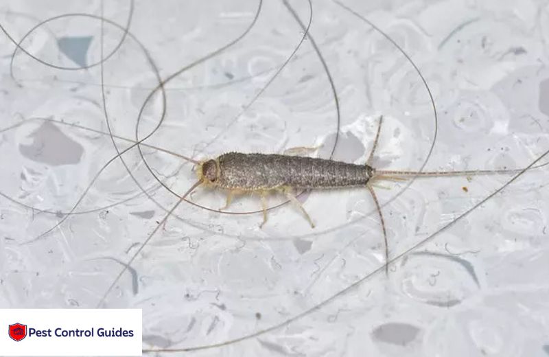 Factors That Attract Silverfish?