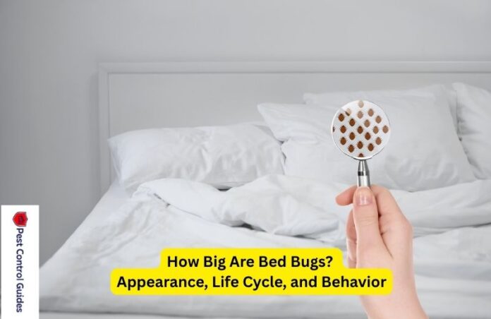 How Big Are Bed Bugs? Appearance, Life Cycle, and Behavior in 2025