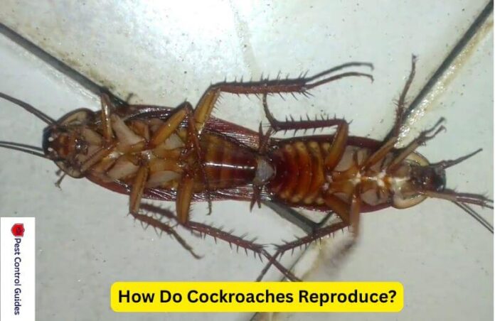 How Do Cockroaches Reproduce? Life Cycle of Cockroaches?