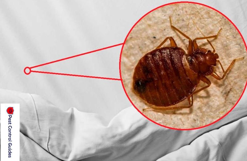 How Do You Identify Bed Bugs?