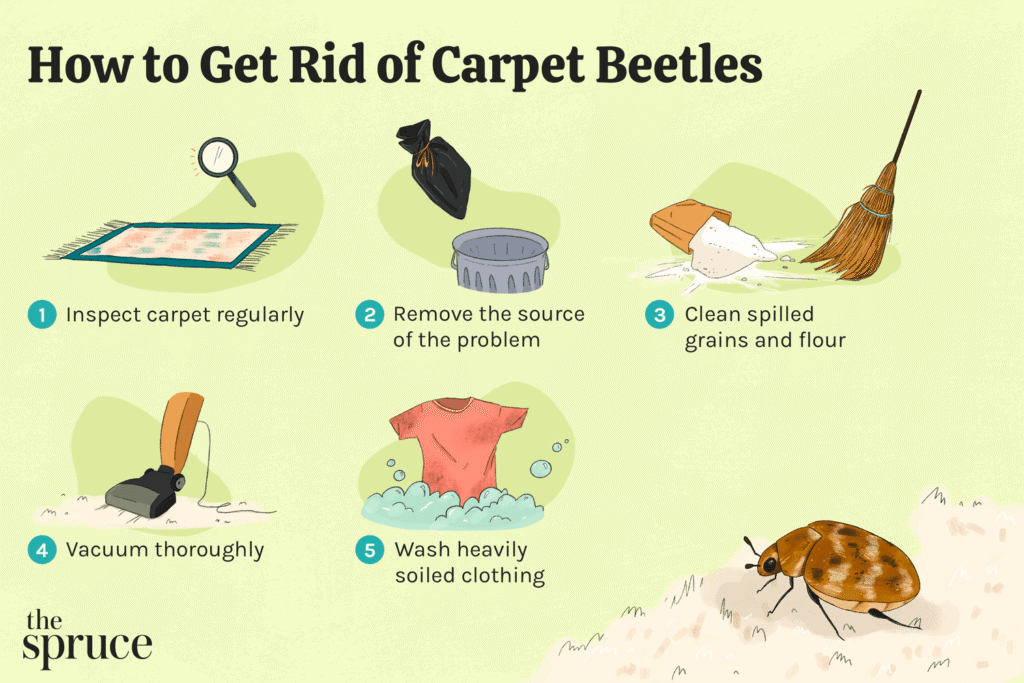 How to Get Rid of Carpet Beetles?