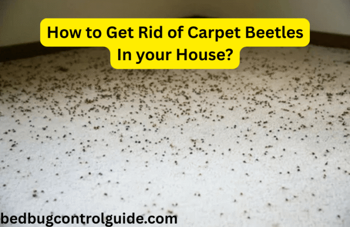 How to Get Rid of Carpet Beetles in Your House? Pest Control Guide