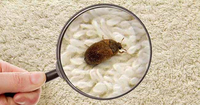 How to Get Rid of Carpet Beetles in Your House?