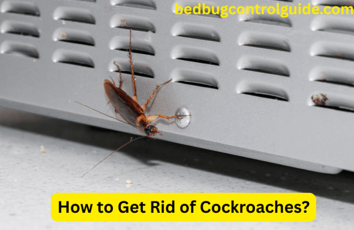 How to Get Rid of Cockroaches: Easy Guide to Identify and Treat Them