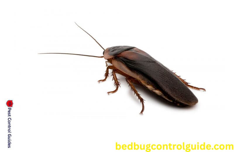 How to Get Rid of Cockroaches?