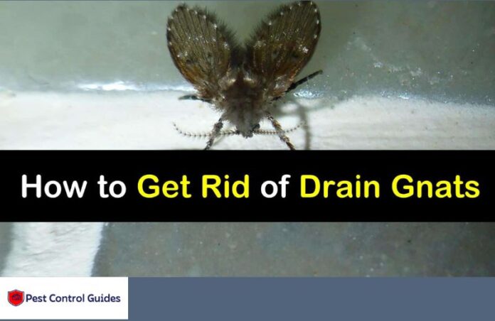 How to Get Rid of Drain Gnats Permanently? Prevention and Treatment Tips