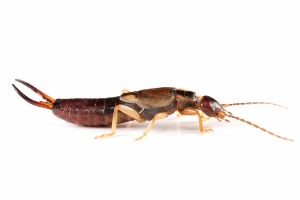How to Get Rid of Earwigs?