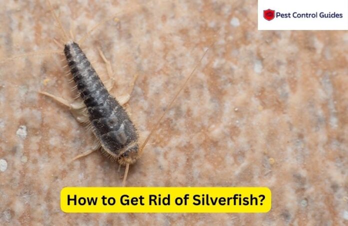 How to Get Rid of Silverfish in the Bathroom Naturally? 2025 Guide