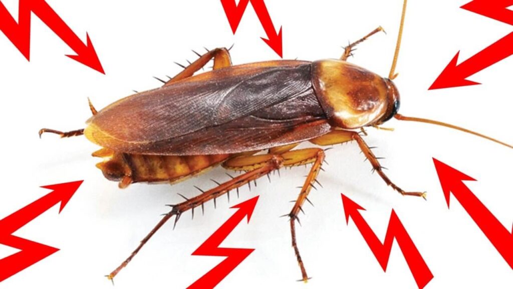 How to Identify Cockroaches? Pest Control Guides