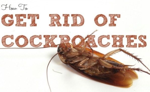 How to Get Rid of Cockroaches?