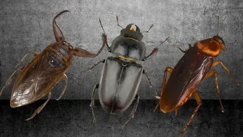 How to Tell If a Bug Is a Cockroach?