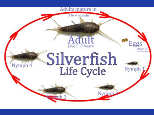 Life Cycle of Baby Silverfish
