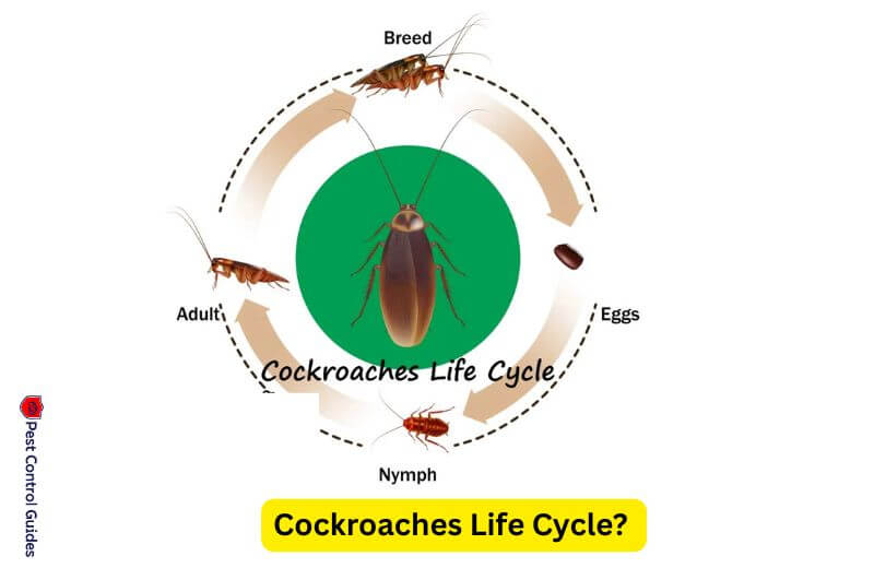 Life Cycle of Cockroaches