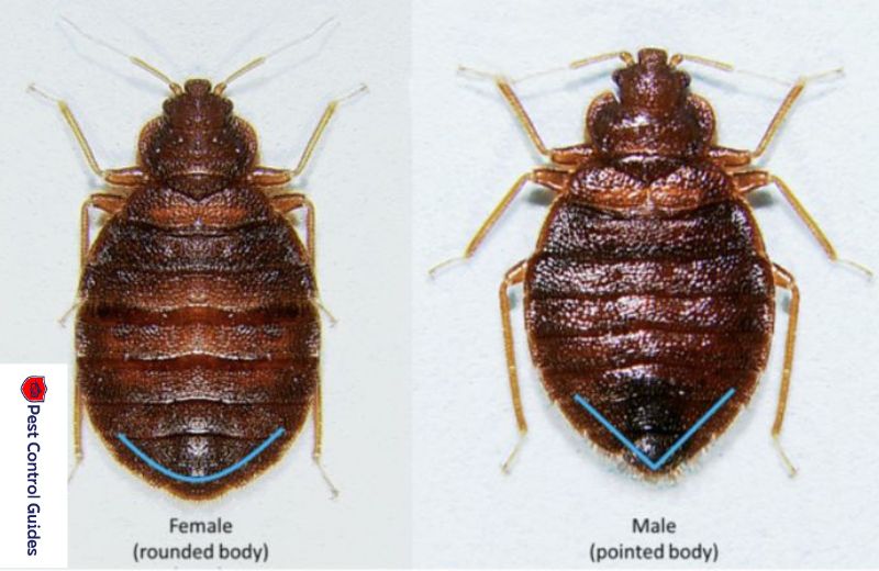 Male vs. Female Bed Bugs?