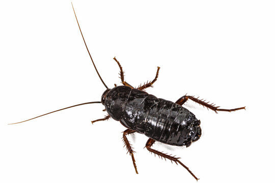 Oriental Cockroach (Blatta orientalis)