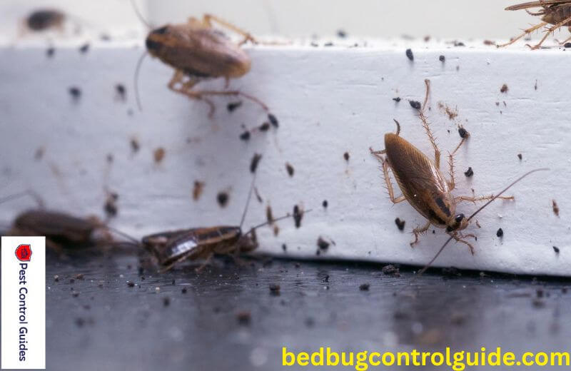 Reasons Cockroaches Appear? 