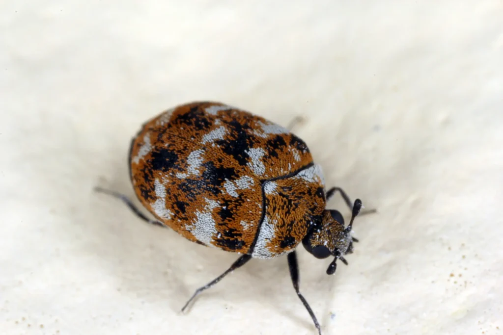 Sign of a Carpet Beetle Infestation