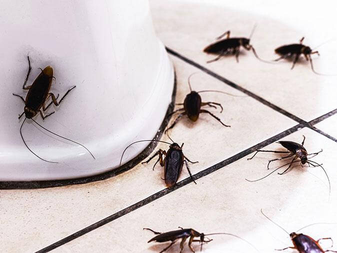 Signs You Have Cockroaches?