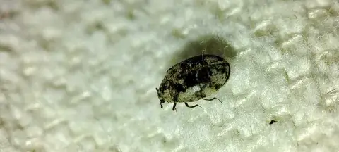 Steps to Get Rid of Carpet Beetles?