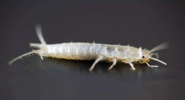 Tiny Baby Silverfish