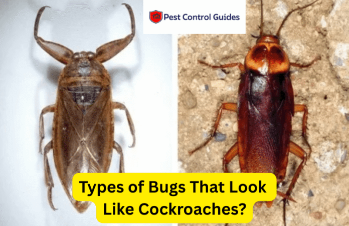 Types of Bugs That Look Like Cockroaches?