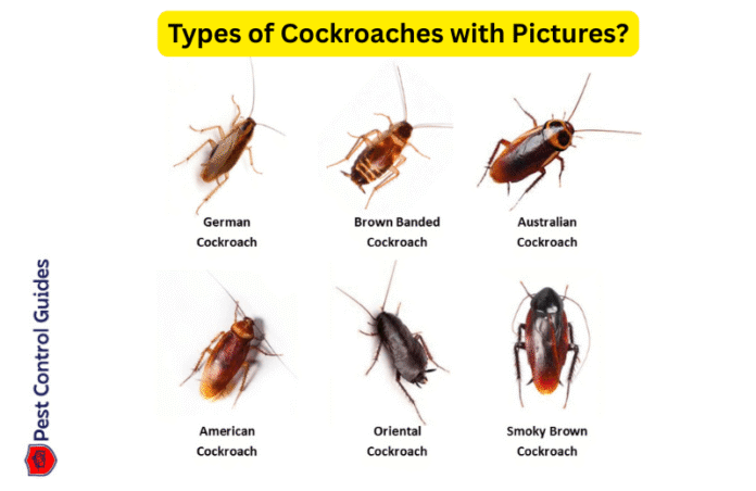 Types of Cockroaches with Pictures - Pest Control Guides