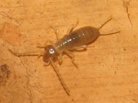 Understanding the Problem of Baby Earwigs