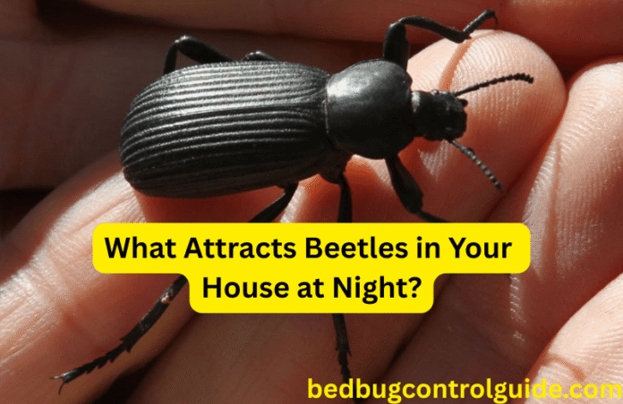 What Attracts Beetles in Your House at Night