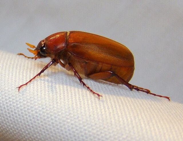 What Attracts Beetles? How to Get Rid of Them