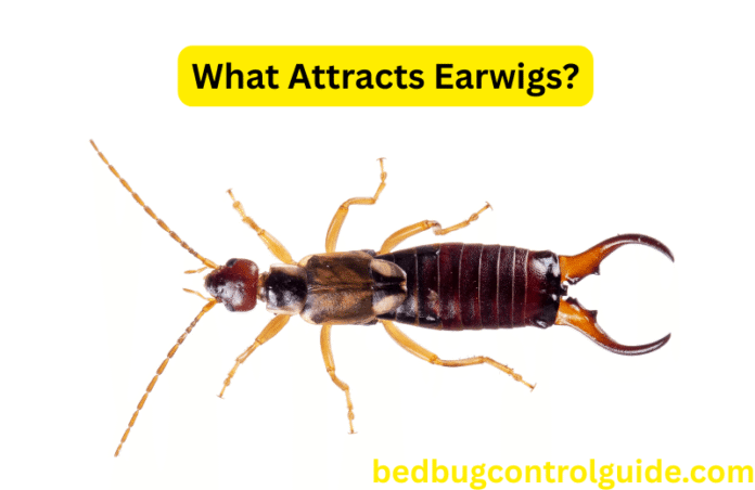 What Attracts Earwigs: How to Get Rid of Them in 2025