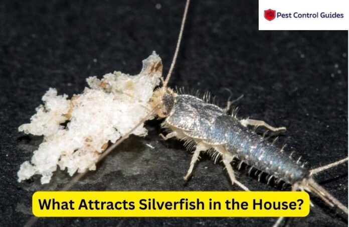 What Attracts Silverfish in the House? How to Get Rid of Them in 2025