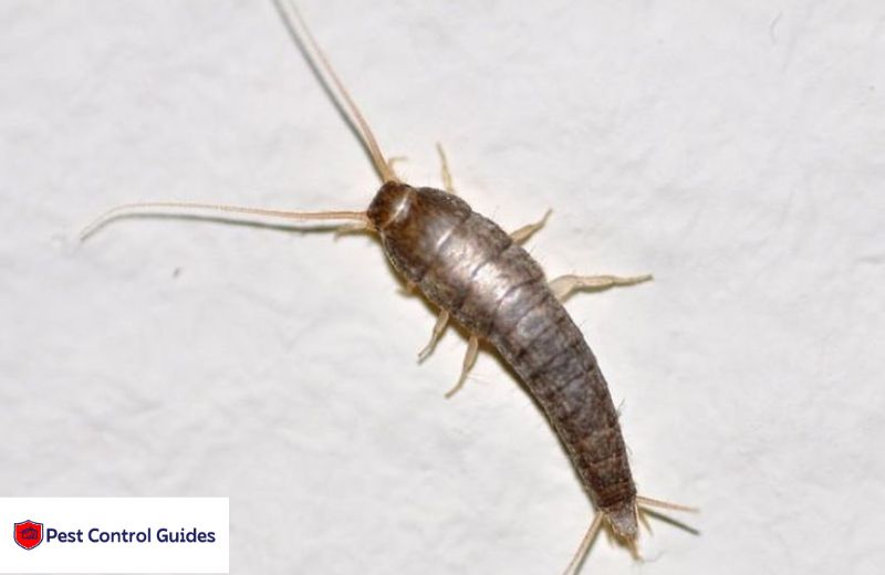 What Attracts Silverfish in the House