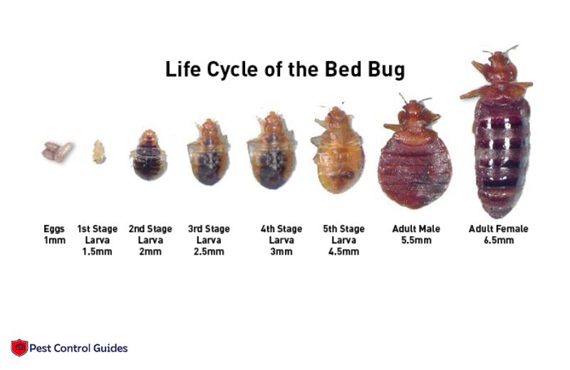 What Is the Life Cycle of Bed Bugs?