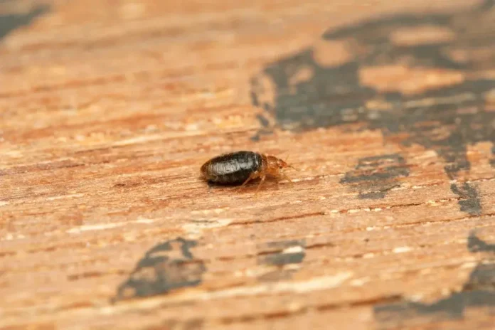 What Kills Bed Bugs Permanently