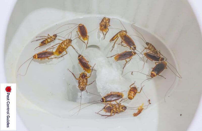 Why Cockroaches Swim Up into Toilets, Drain Pipes?