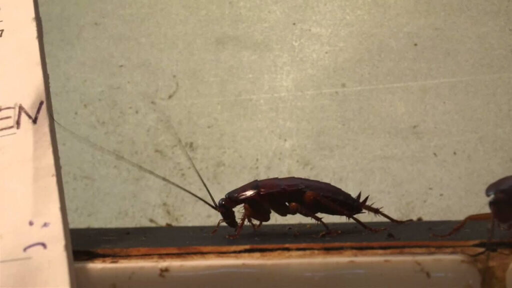 Why Cockroaches Are Dangerous for Humans?