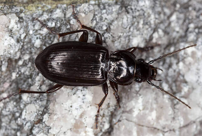 Why Do Beetles Come Into Your Home at Night?