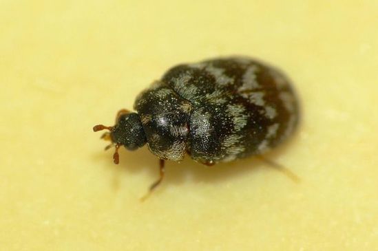 Why Do Carpet Beetle Larvae Cause Skin Irritation?