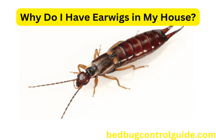 Why Do i Have Earwigs in my House? How to Get Rid of Them in 2025