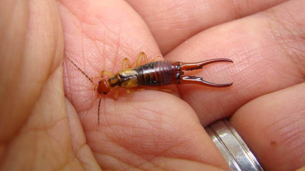 Why Earwigs Enter Homes? Pest Control Guides