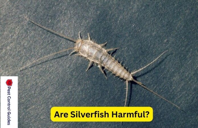 Are Silverfish Harmful? Everything You Need to Know in 2025