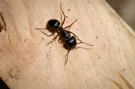 Carpenter Ant Appearance