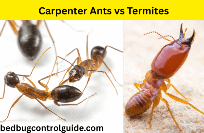 Carpenter Ants vs Termites: How to Tell the Difference & Signs