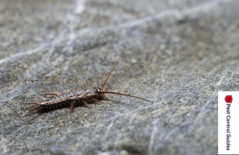 Do Silverfish Hurt People or Pets
