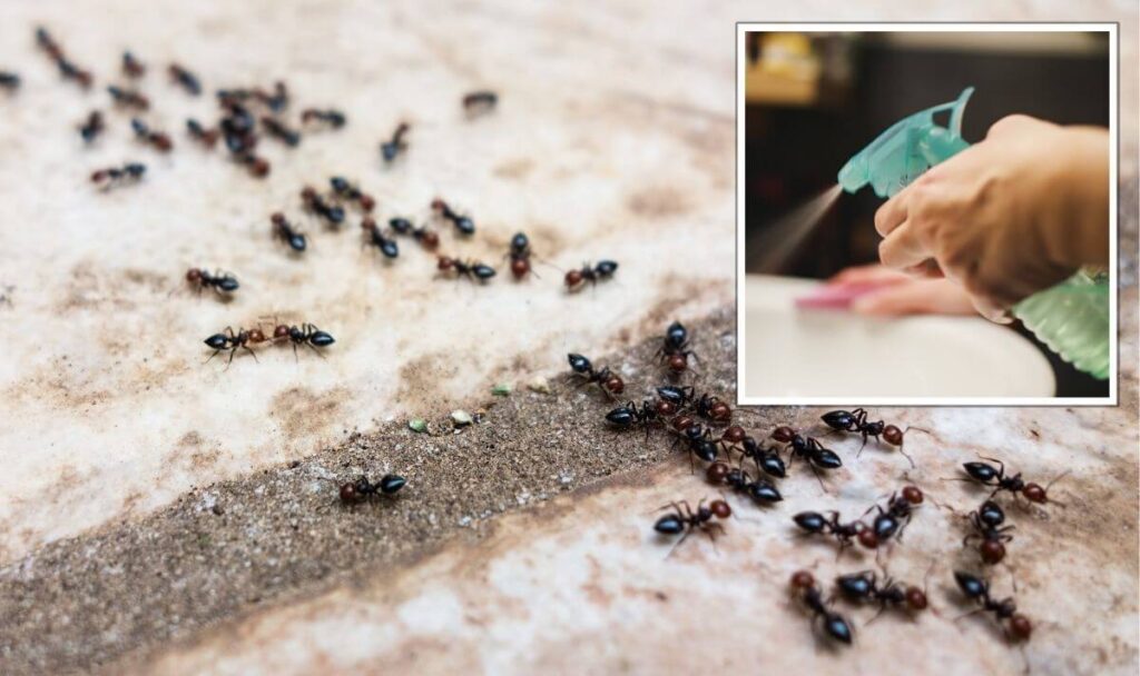 Does Vinegar Kill Ants? Pest Control Guides
