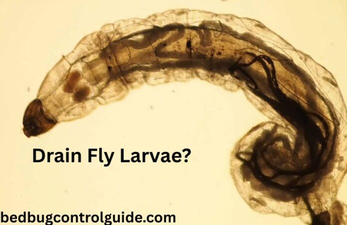 Drain Fly Larvae? Everything You Need to Know in 2025