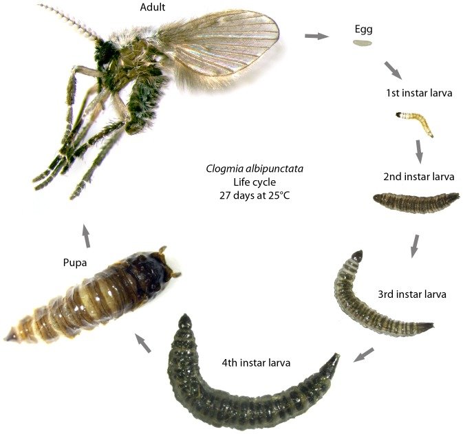 Drain Fly Larvae Life Cycle