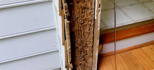 Free Termite Inspection in Texas